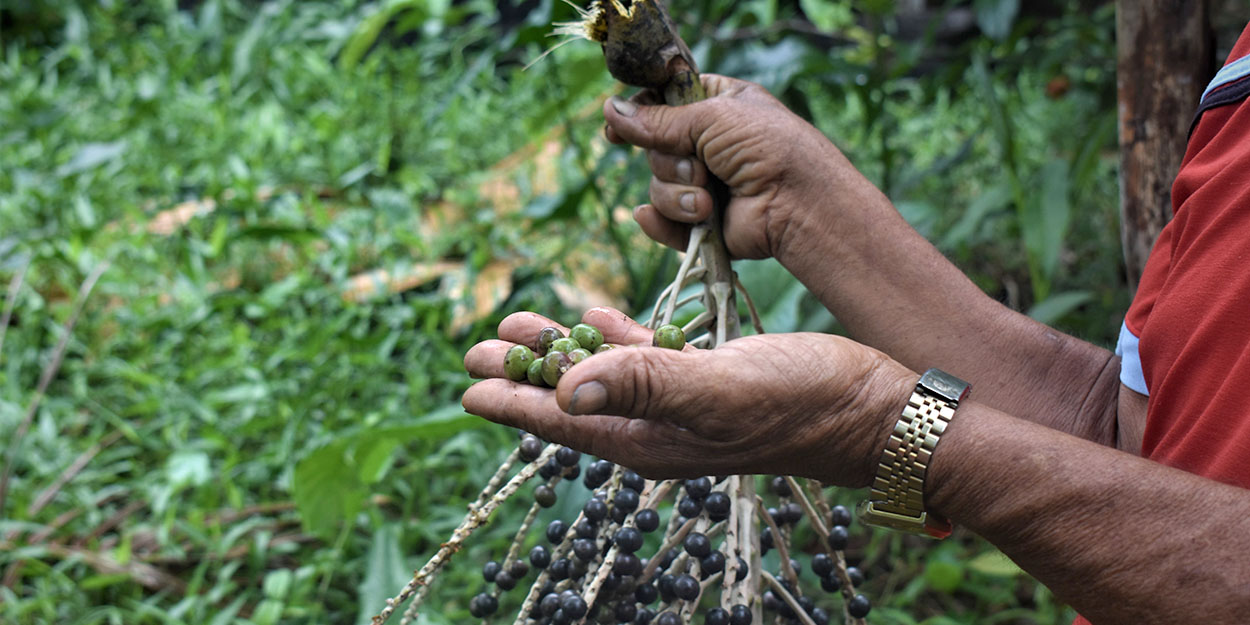 EcoAct visita el proyecto Marajó, en la Amazonía brasileña Marajó project