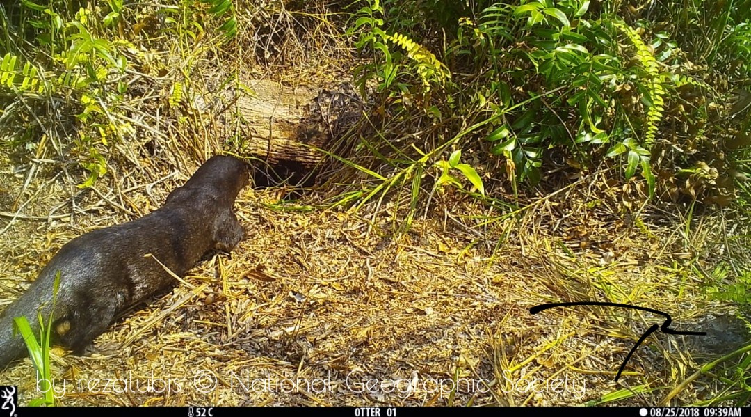 Protecting the endangered wildlife of Borneo’s last peatlands Wildlife